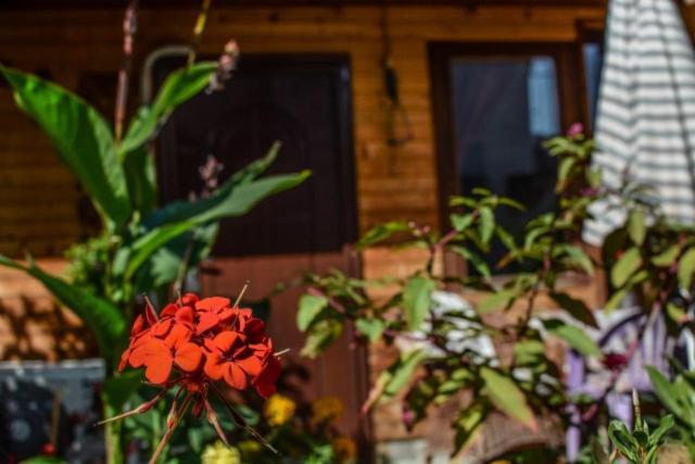 Backyard Apartment Ohrid Exterior photo
